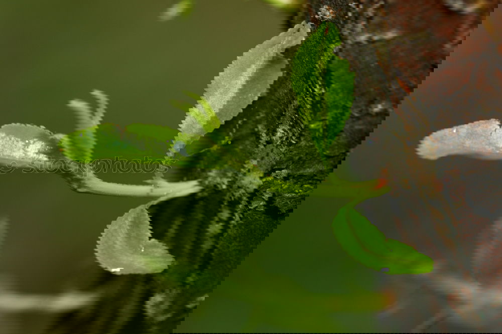 Similar – Foto Bild little acer 2 Ahorn