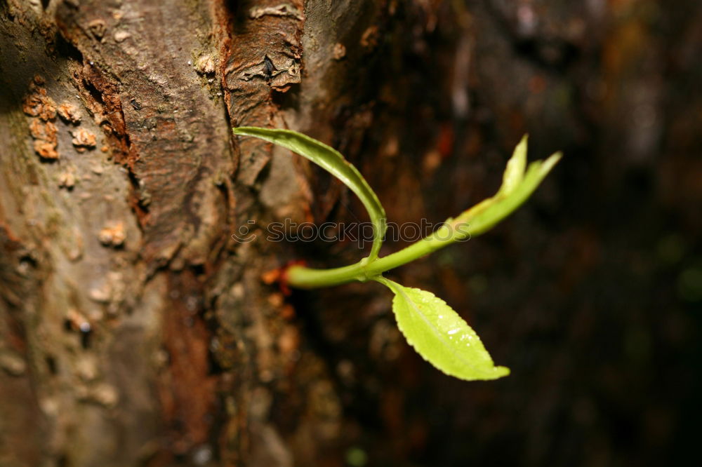 Similar – … Umwelt Natur Pflanze