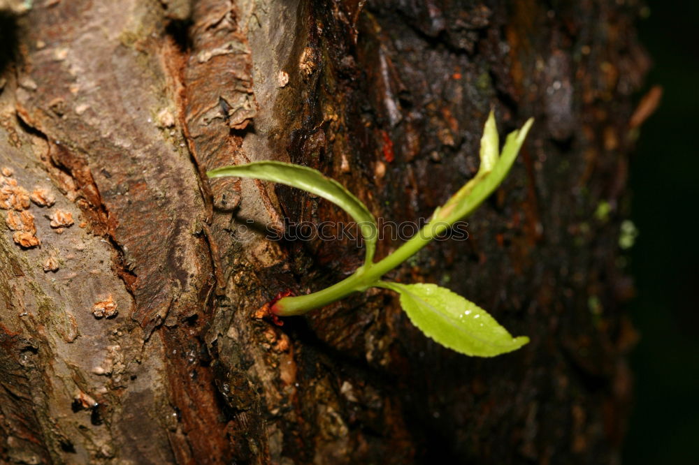 Similar – Foto Bild nature rules Baum