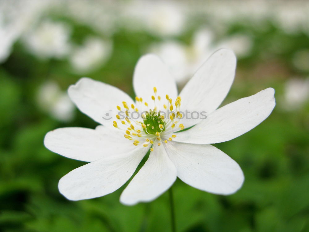 Similar – Image, Stock Photo for all girls Garden