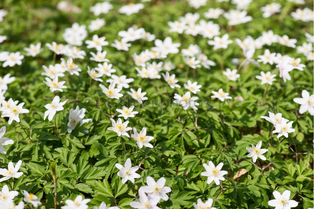 Similar – Image, Stock Photo White sea of flowers