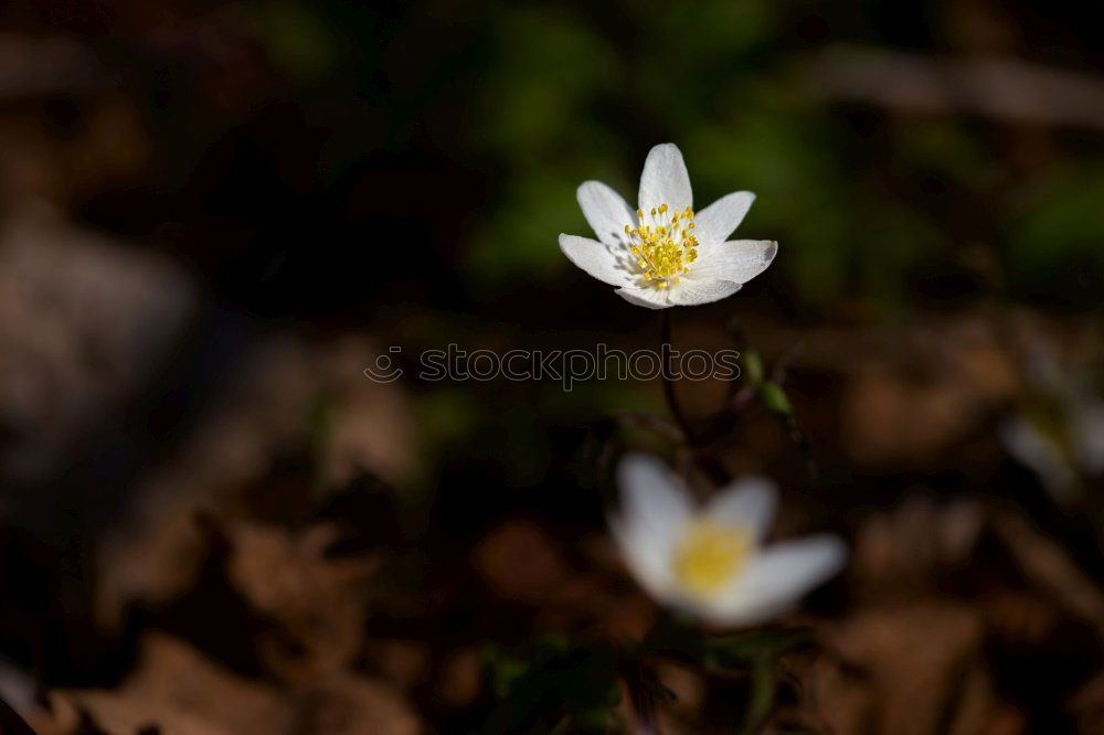 Similar – Image, Stock Photo white crocus in march
