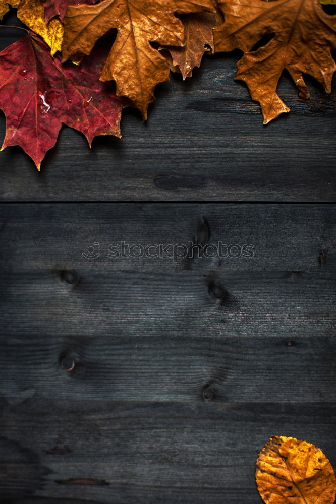 Similar – Image, Stock Photo sweep Leaf Tree Autumn