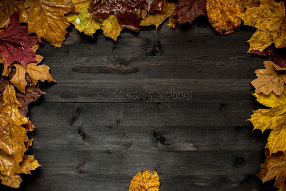 Similar – leaves Leaf Wet Autumn