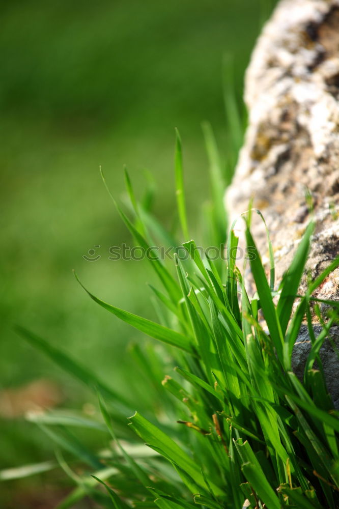 Similar – dead meadow Meadow Grass