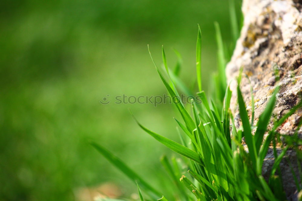 Similar – Image, Stock Photo green Environment Nature