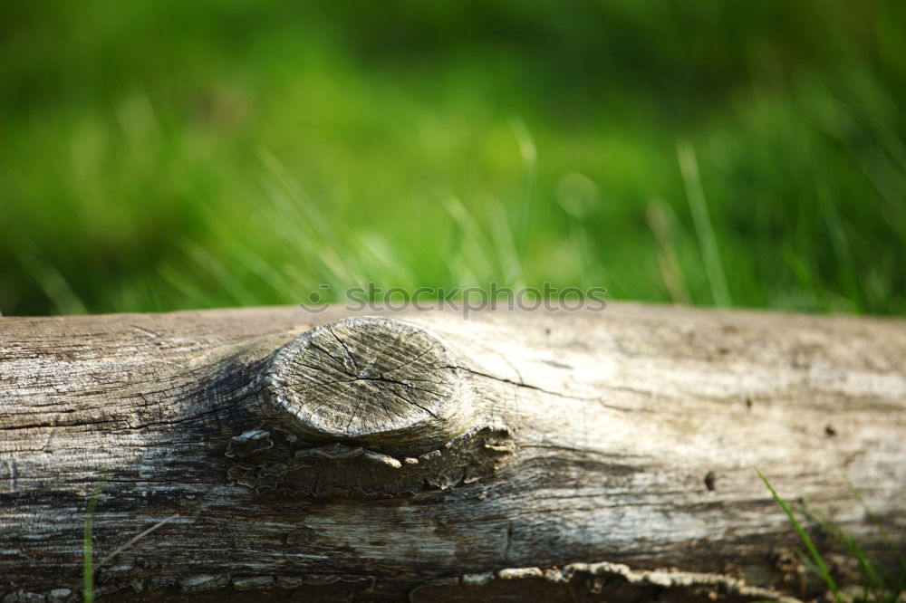 Similar – Image, Stock Photo Green Autumn Nature Plant