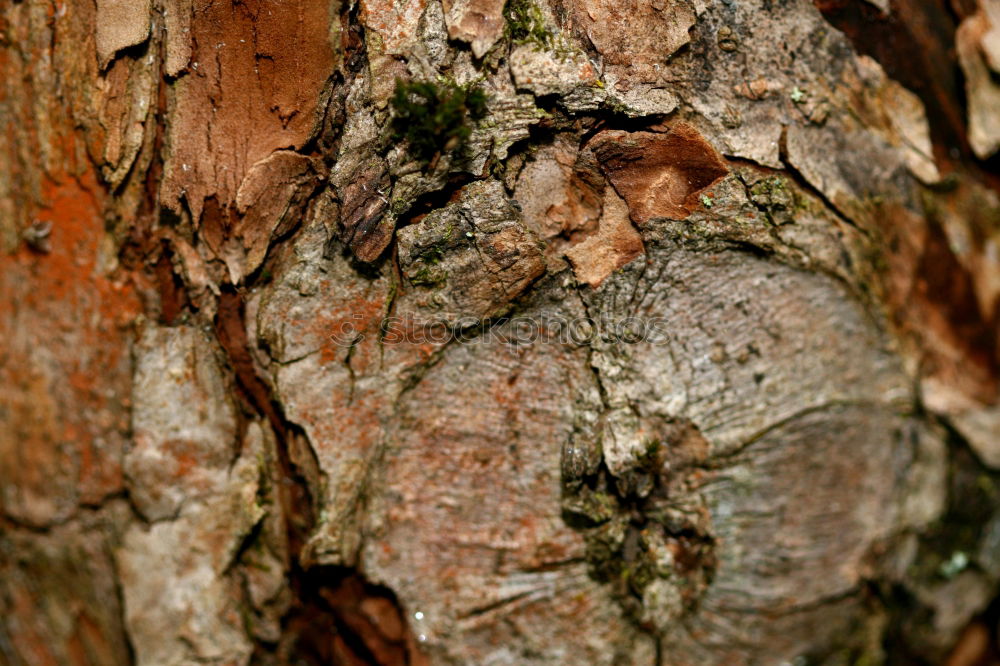 Similar – Mein Freund, der Baum