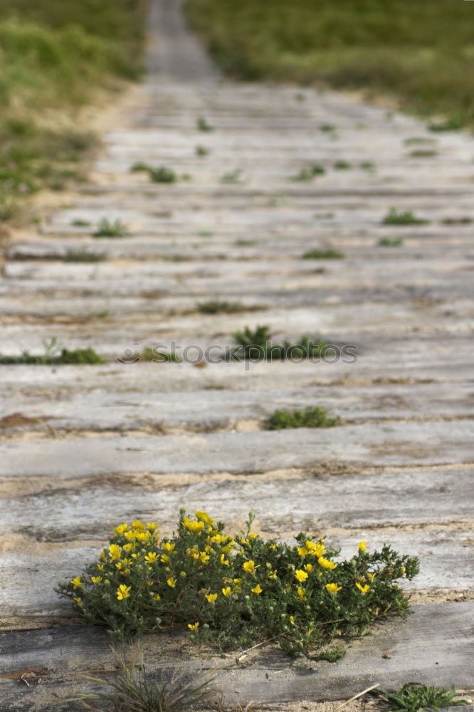 Similar – Image, Stock Photo Nature vs. Civilisation