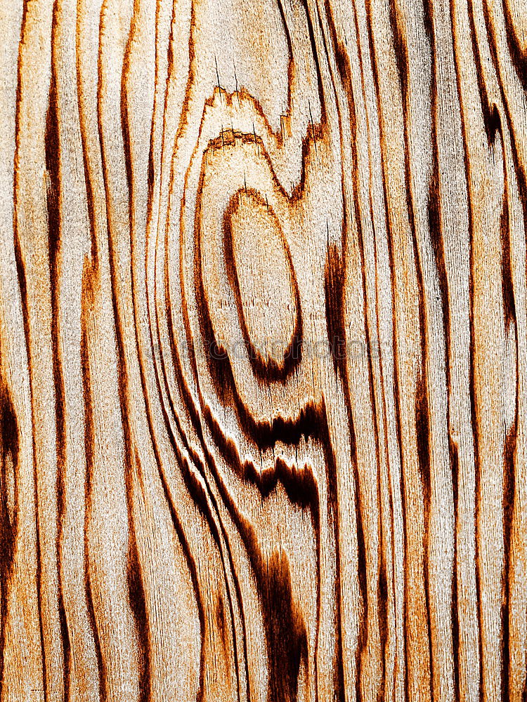 Similar – Texture gnarled Wood grain