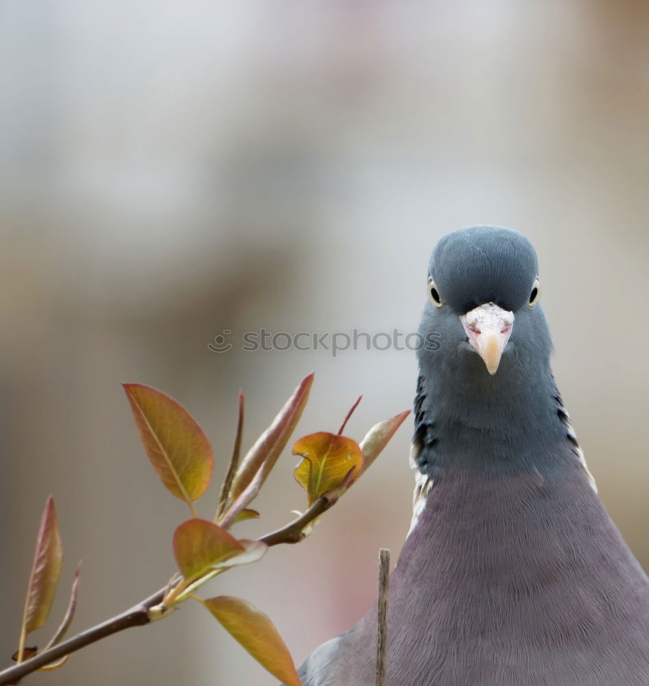 Similar – Image, Stock Photo A sea rat rarely comes alone