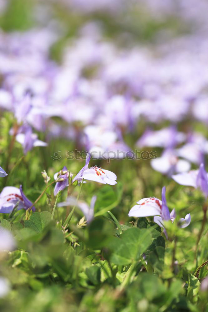 Similar – Image, Stock Photo crocus Blossoming Flower