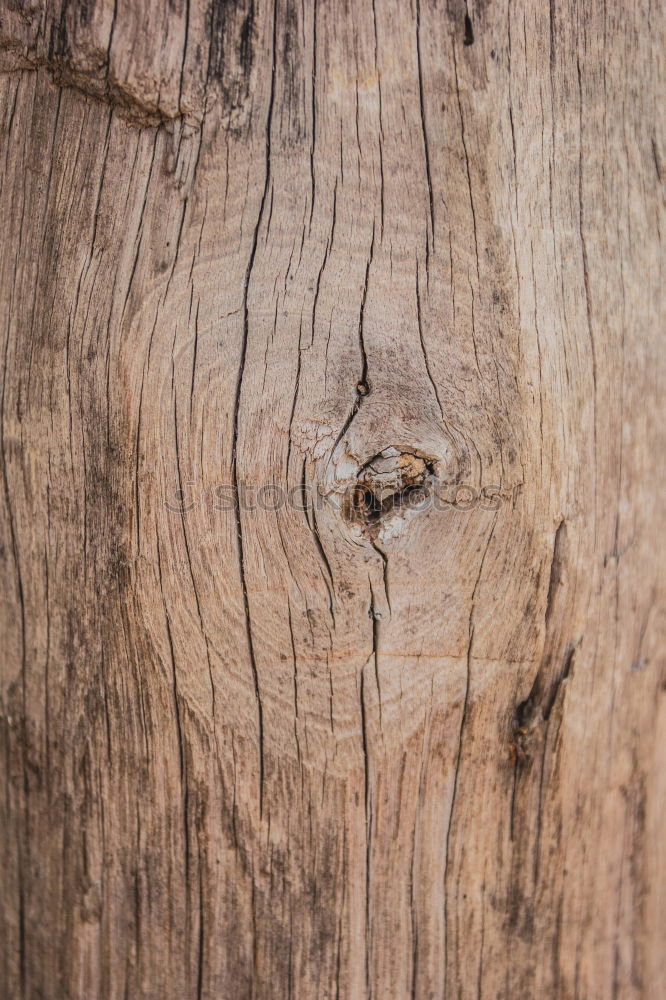 Similar – tree frog climbing on furniture