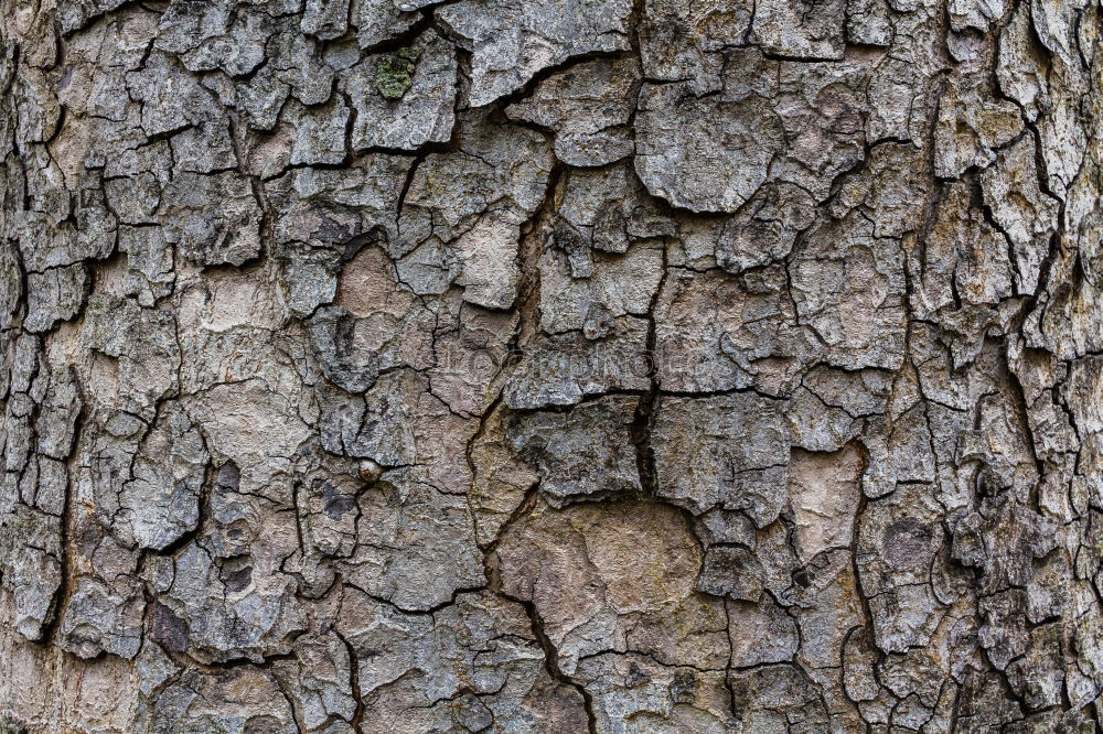 Similar – Tree face. Summer Forest