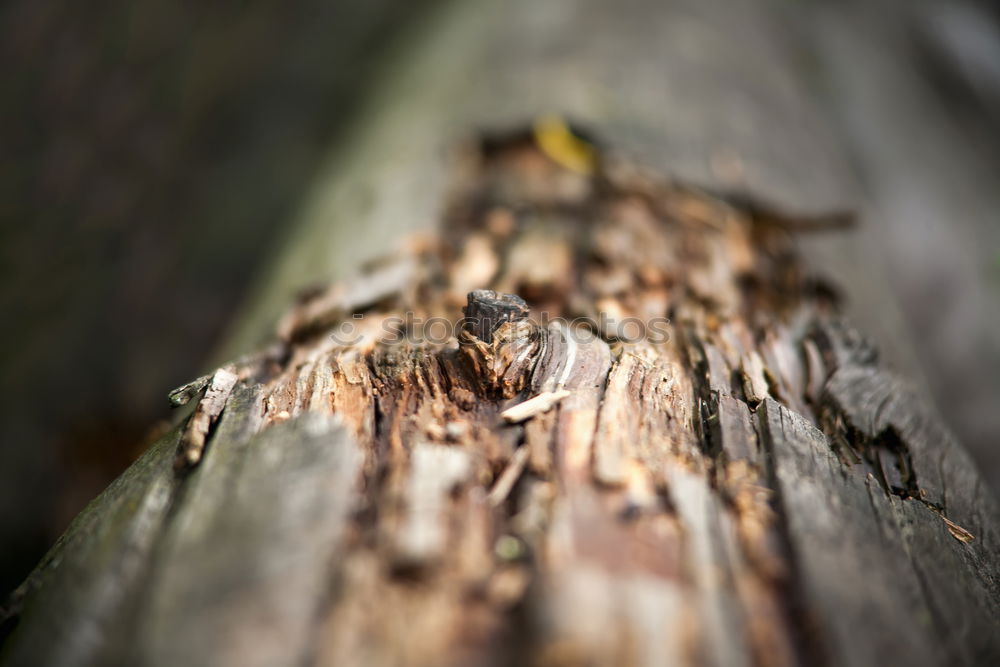 Similar – Young cranberry plant growing out of dead tree stump.