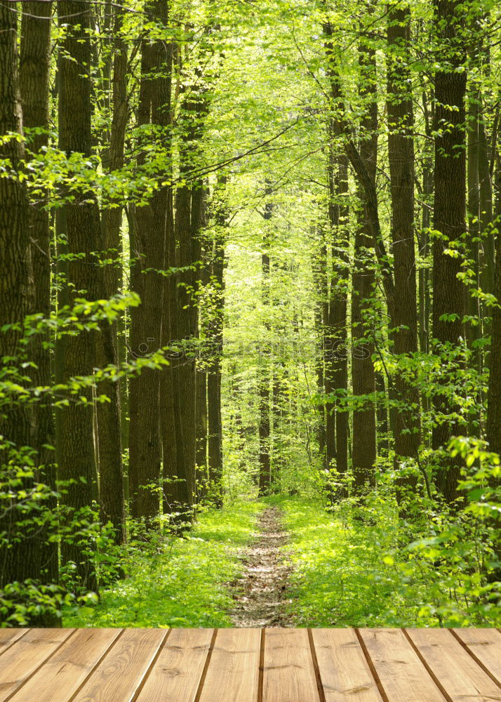 Similar – Auf dem Holzweg Umwelt