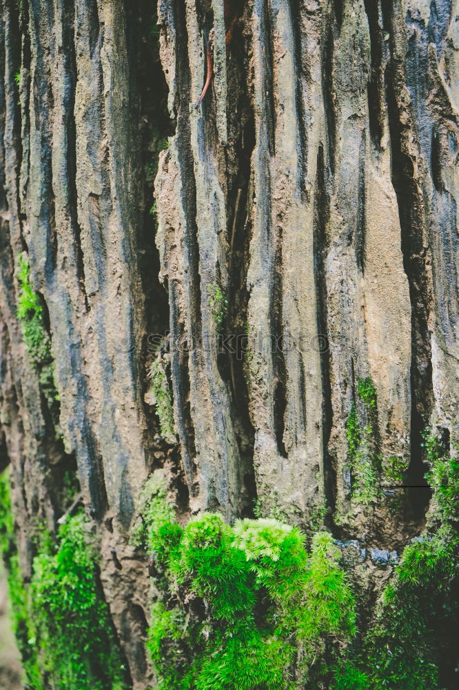 Similar – Waterfall in the belesar reservoir in greenish tones