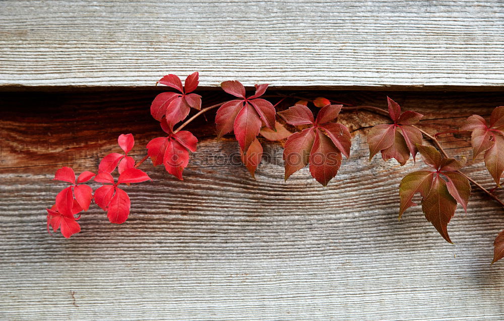 Similar – Carport Deco Life Sun