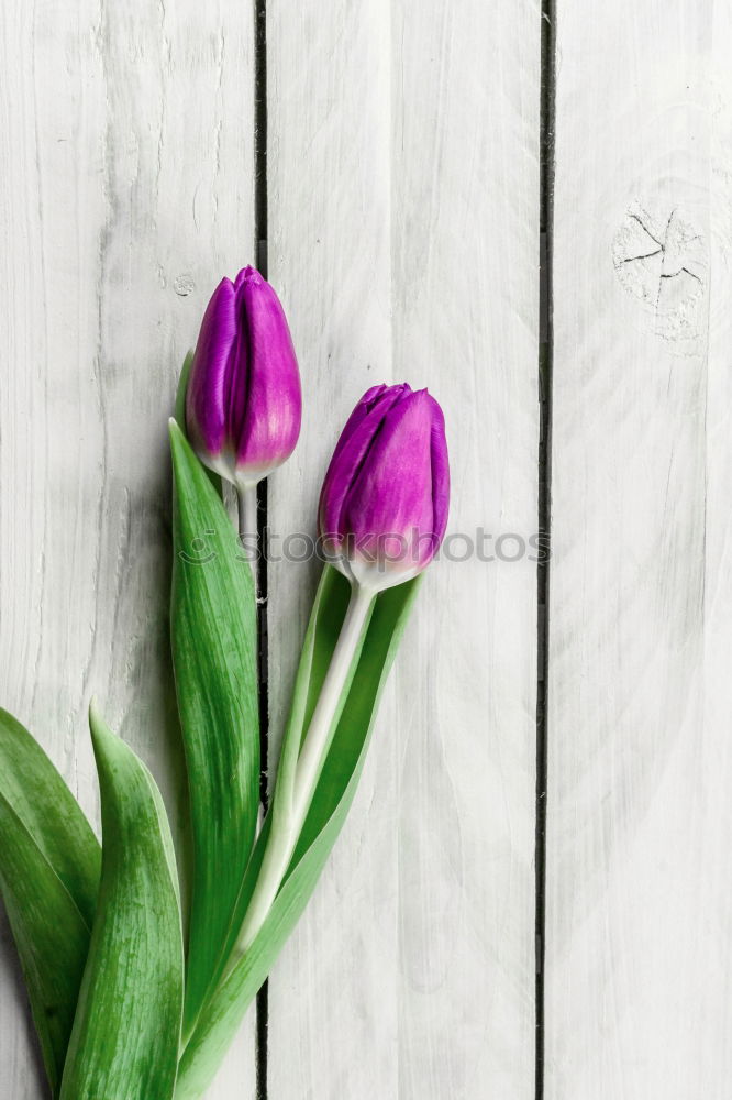 Tulip flowers on bright wood