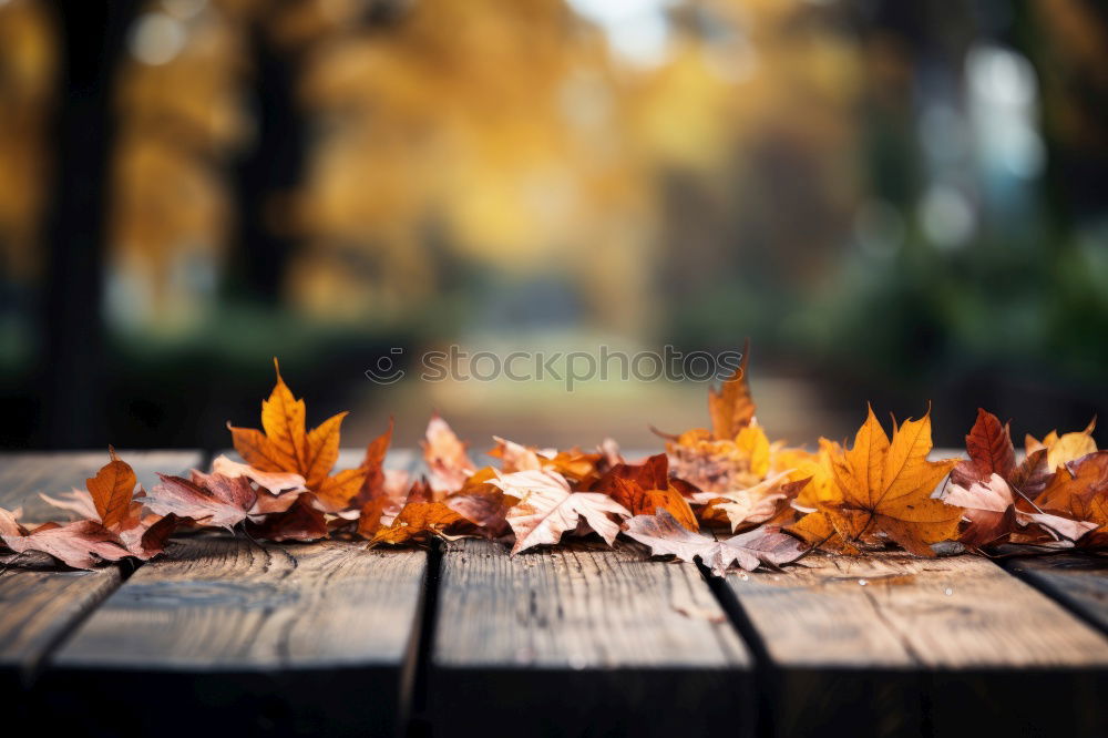 Similar – Image, Stock Photo foliage Autumn Leaf