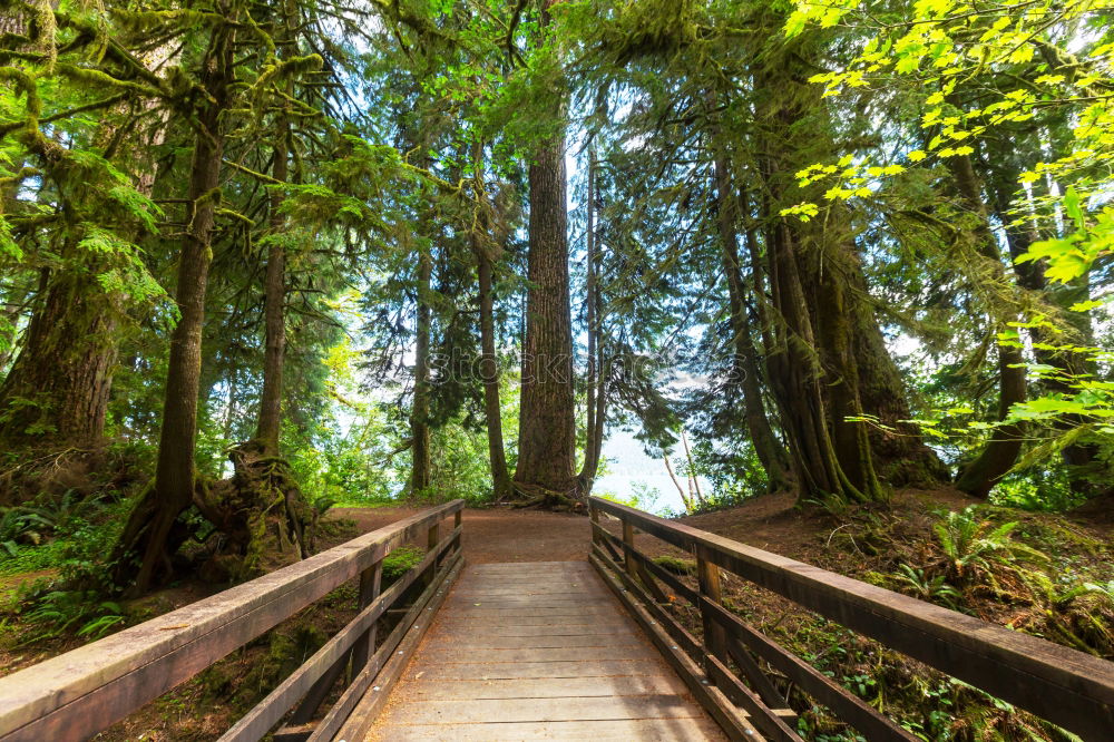 Similar – Stairway to Green Hell