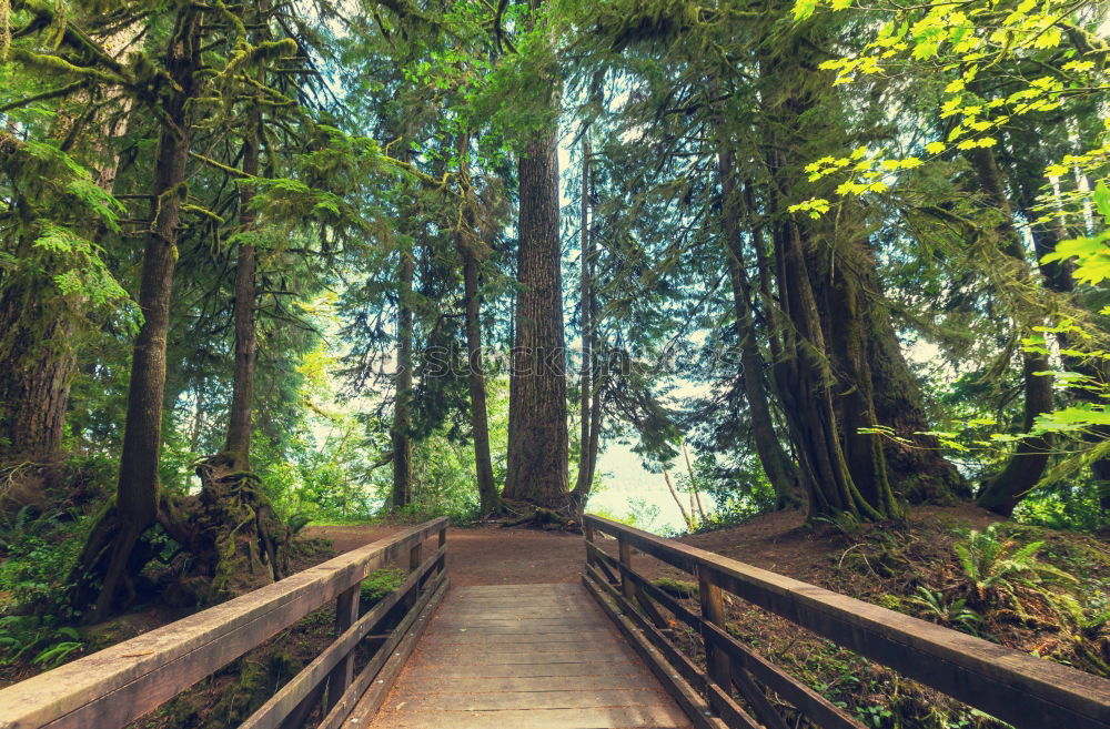 Similar – Image, Stock Photo Man among huge trees and sunlight