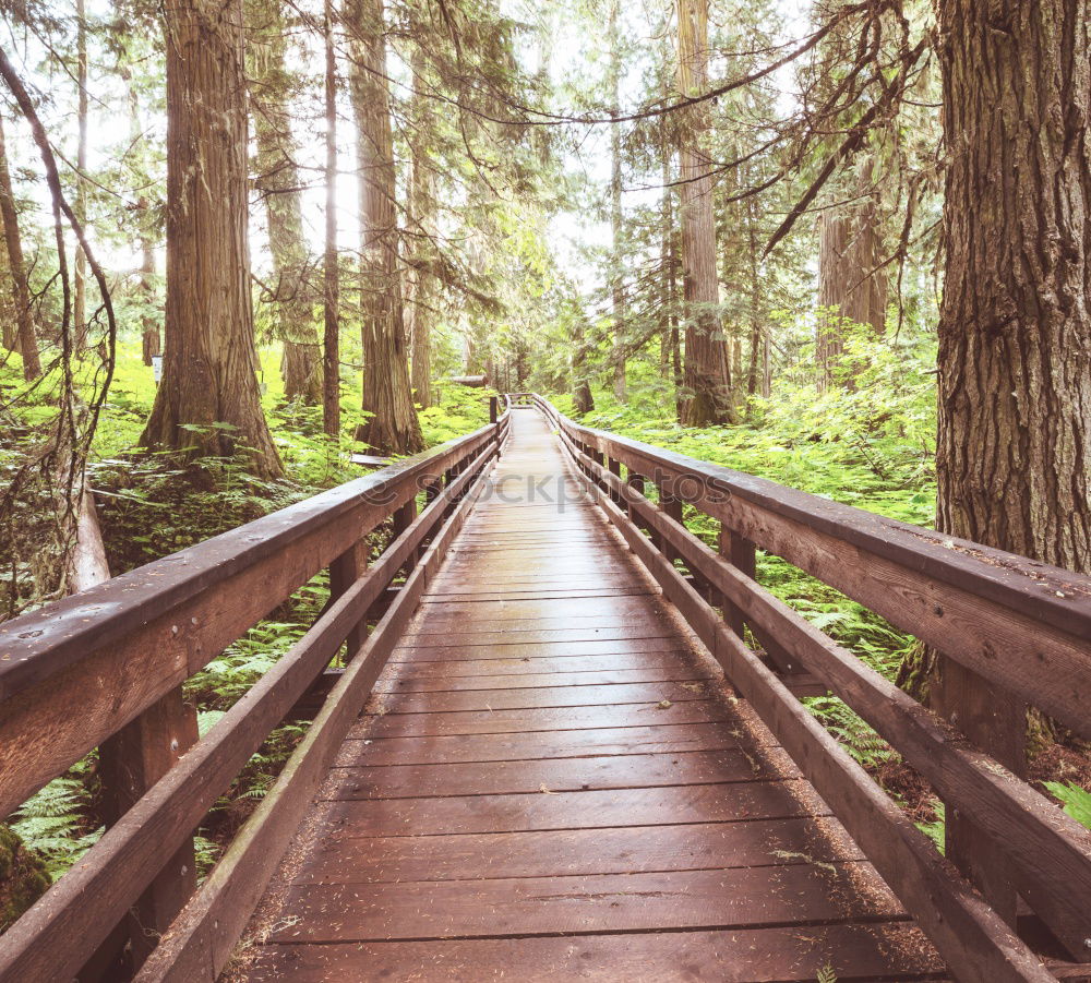 Similar – Image, Stock Photo Man walking on bridge on trees