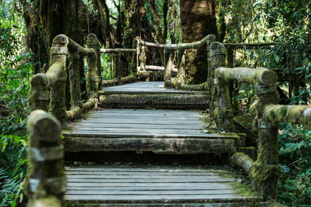 Similar – Hängebrücke zwischen zwei grossen Bäumen, Amazonasbecken, Peru, Südamerika