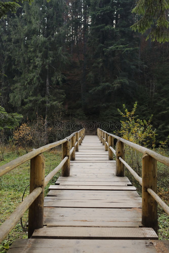 Similar – Image, Stock Photo Man walking on bridge on trees