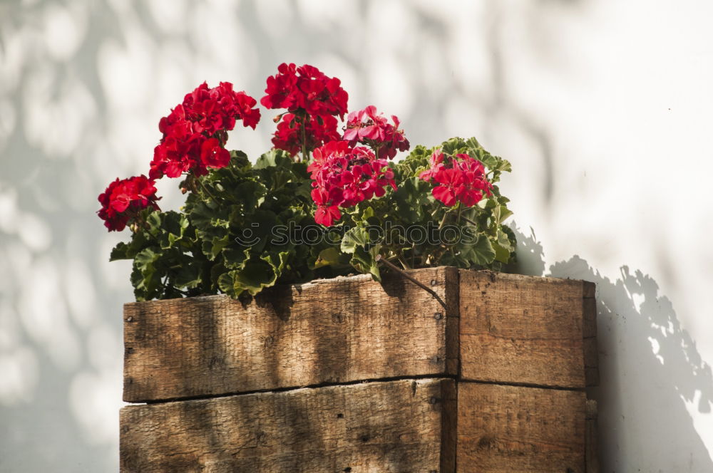 Flower pots on terrace or balcony