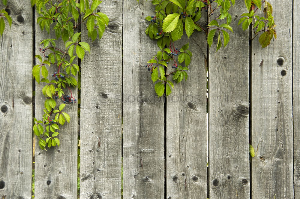 Similar – green plant leaves on the wall