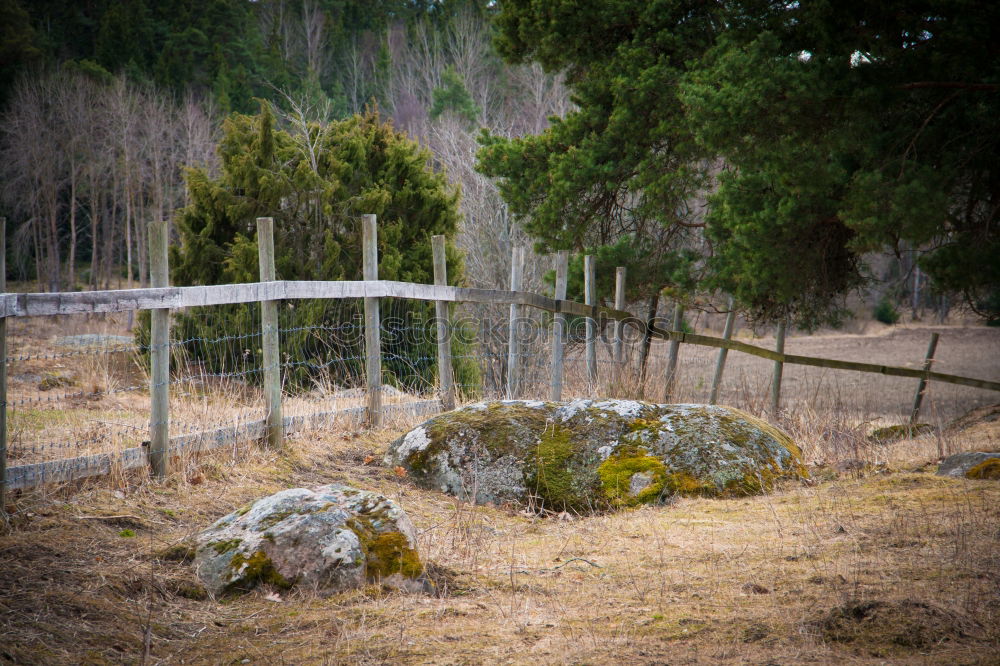 Similar – Close-up view of the old stump