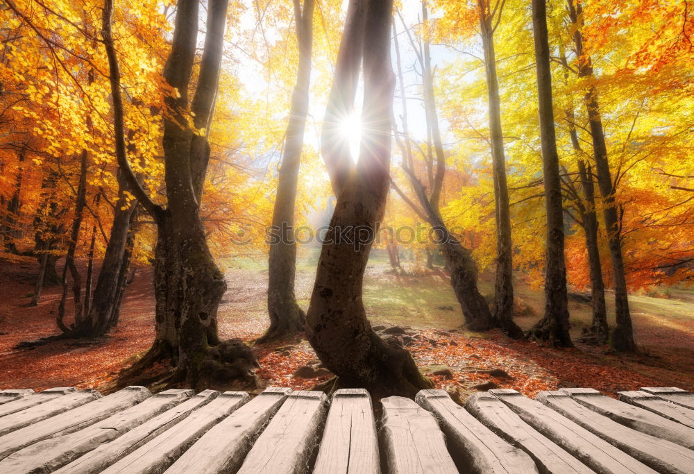 Similar – Image, Stock Photo Sunset in Baden Tree