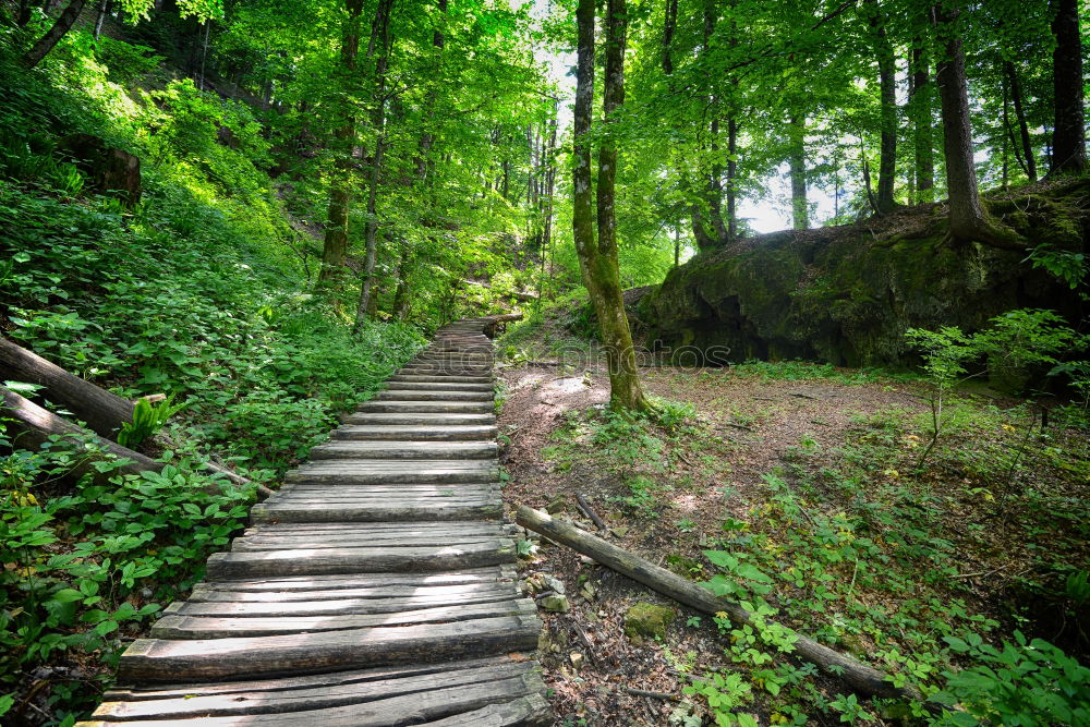 Similar – Stairway to Green Hell