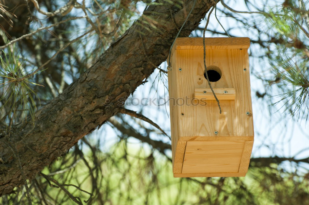 Image, Stock Photo bird house