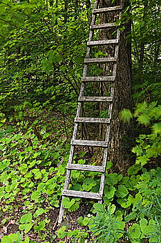 Similar – Image, Stock Photo Blonde boy climbing a ladder at a treehouse