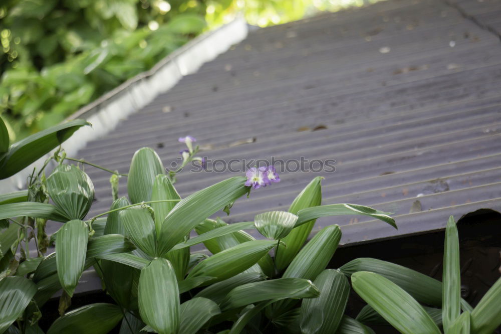 Similar – Image, Stock Photo Pink Plants Flower Blossom