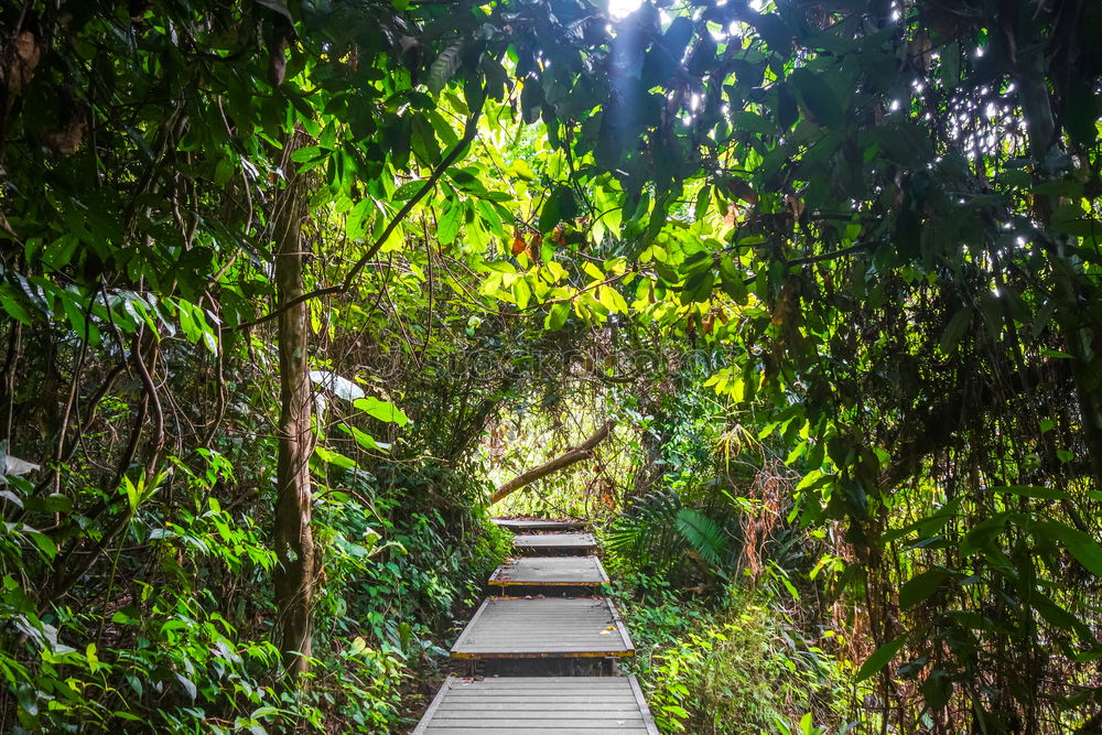 Similar – Image, Stock Photo Amazon. Tropical Rainforest. Jungle Landscape. Amazon Yasuni National Park, Ecuador. South America.