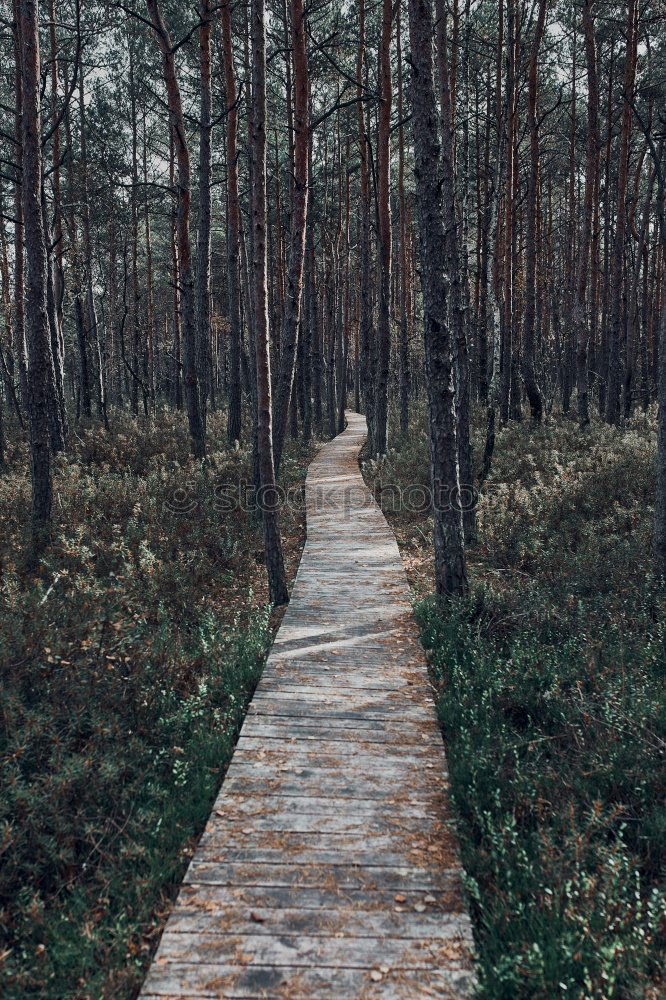 Similar – Image, Stock Photo autumn paths Nature