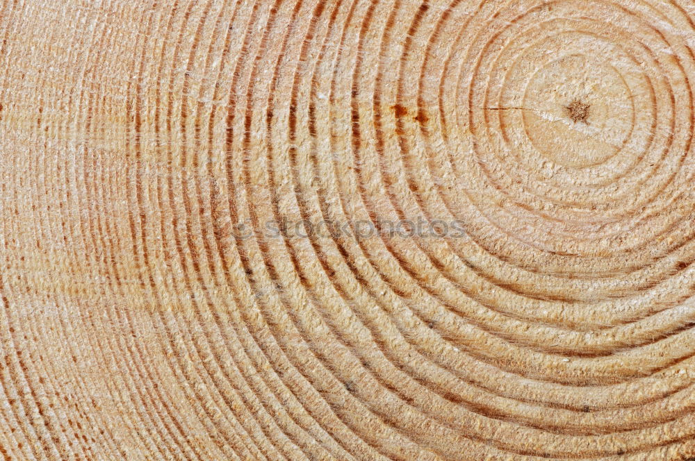 Similar – Wood texture with tree rings (growth rings)