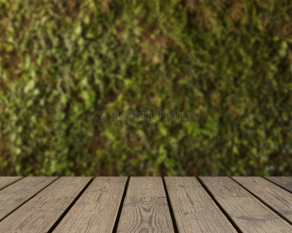 Similar – Image, Stock Photo Green plants, ivy and stonecrop, grow in a beautiful wooden flower box, which hangs as decoration and ornament on a green wooden wall, a hut in the garden.