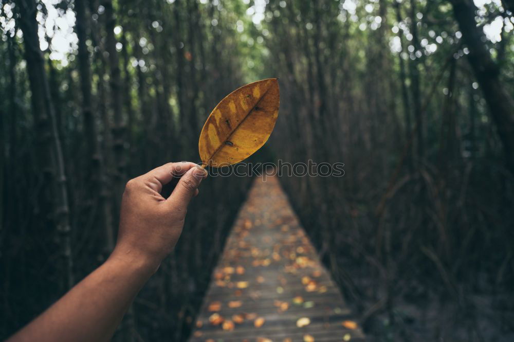 Similar – Image, Stock Photo Crop hand with fern leaf on road
