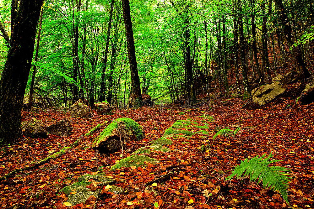 Similar – A little man stands in the forest …