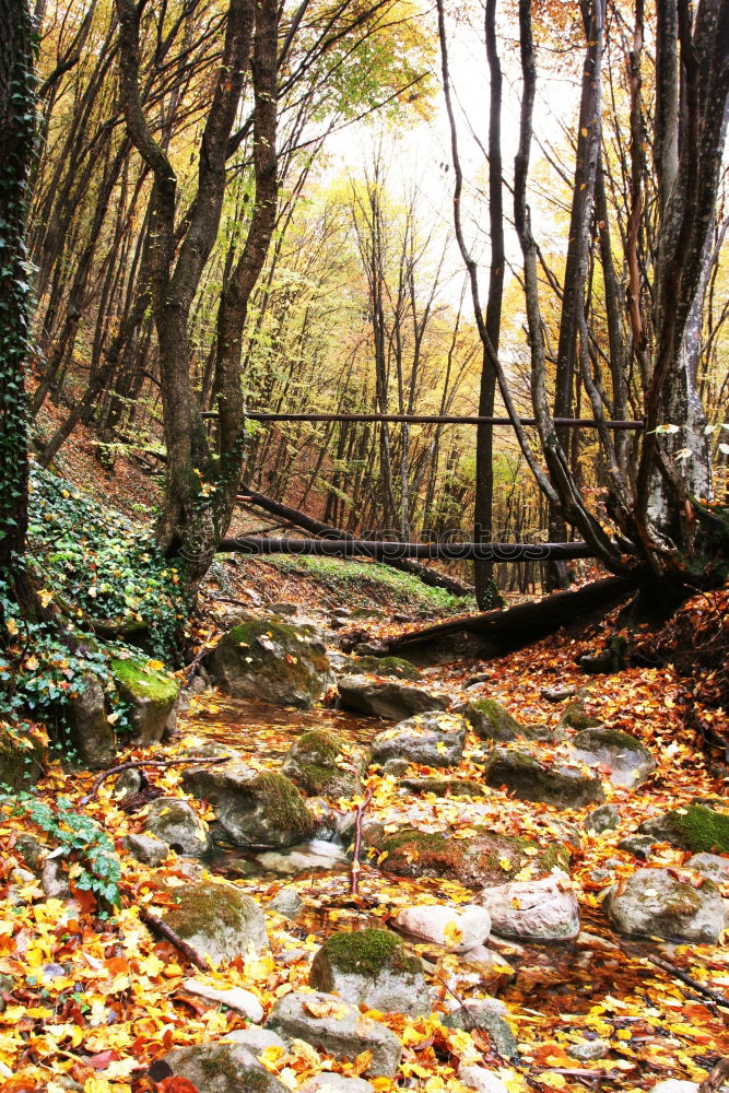 Similar – Image, Stock Photo deciduous forest Style