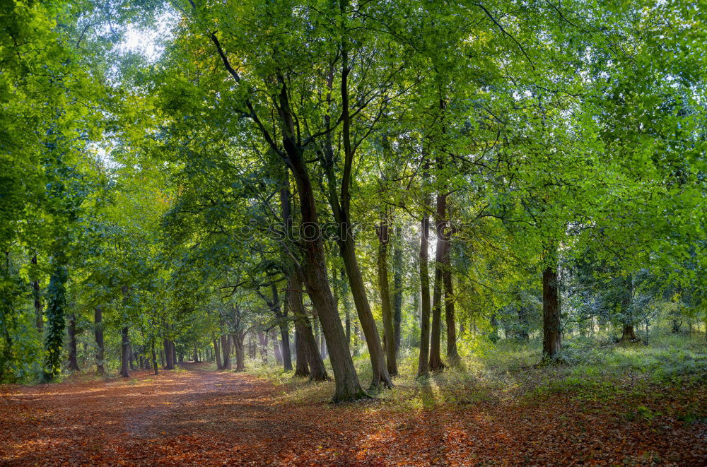 Similar – ghost forest Nature