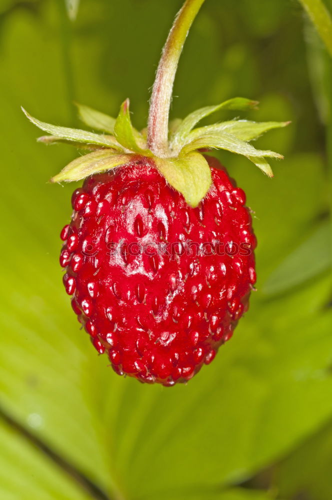 Similar – Strawberry Makroaufnahme