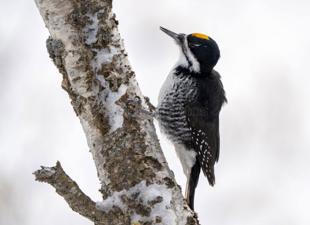 Similar – Amsel II. Environment