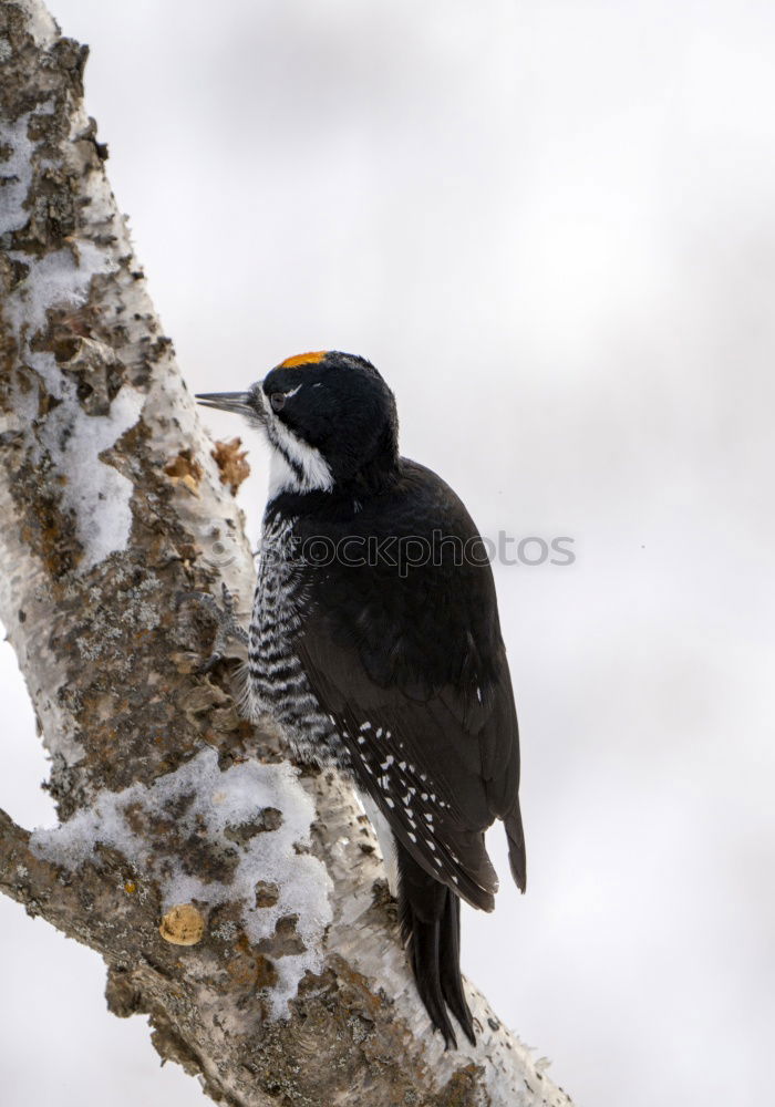 Similar – Amsel II. Environment