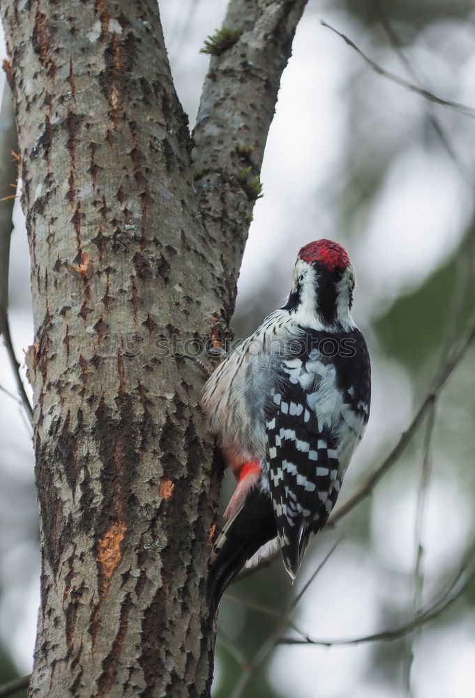 Similar – Little spotted woodpecker looks out of his tree hollow