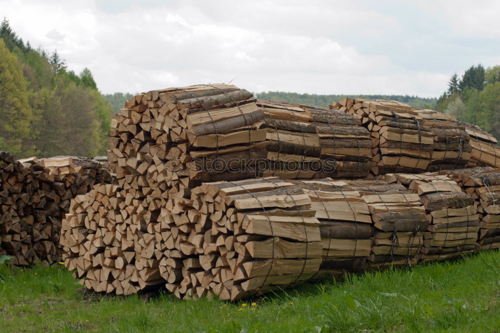 Image, Stock Photo forester’s examination